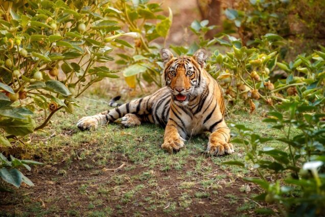 jimcorbett